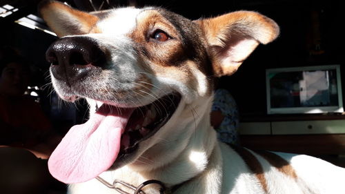 Close-up of dog looking away at home