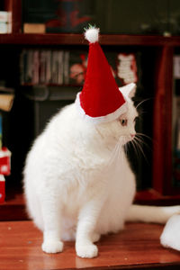 Close-up of cat sitting on sofa at home