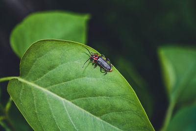 Close-up of fly on leaf