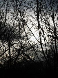 Low angle view of bare trees in forest