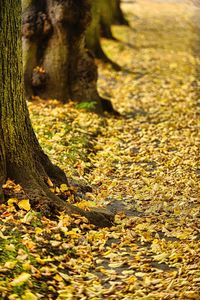 Close-up of tree trunk in forest during autumn