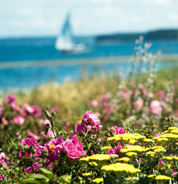 Close-up of pink flowers blooming at sea against sky