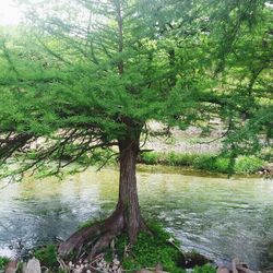 Tree by river in forest against sky