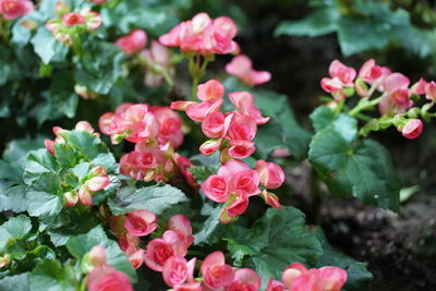 Close-up of pink flowering plants