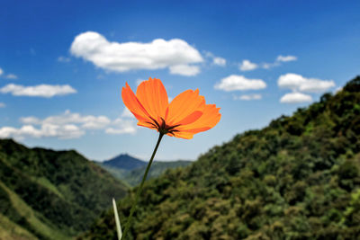 Close-up of flower against clear sky