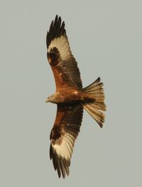 Low angle view of eagle flying against clear sky