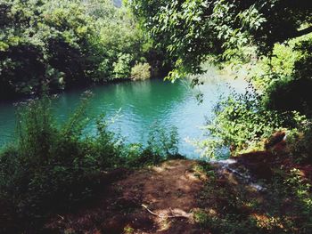 Scenic view of lake with trees in background