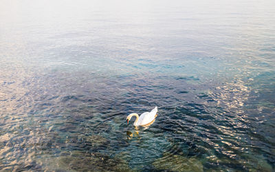 High angle view of seagull flying over sea