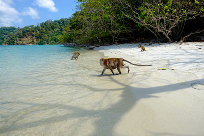 View of a dog on the ground