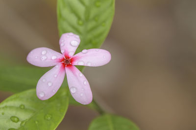 Close-up of wet pink periwinkle flower