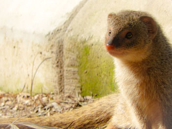 Close-up of a mongoose looking away