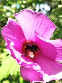 Close-up of pink flower