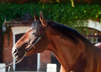 Close-up of horse in ranch