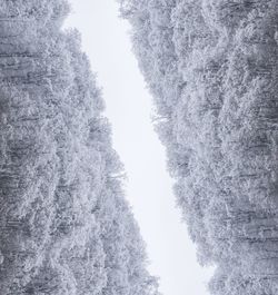 Low angle view of an trees against sky