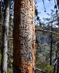 Low angle view of text on tree trunk in forest