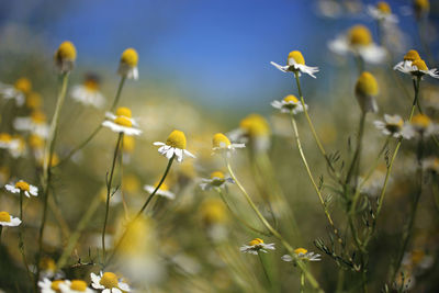 Close-up of yellow flowering plants on field