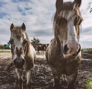 Horse standing in ranch