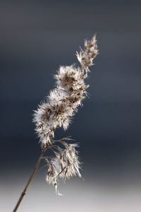 Close-up of wilted plant