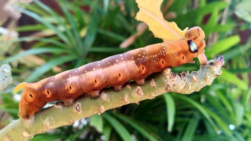 Close-up of insect on plant