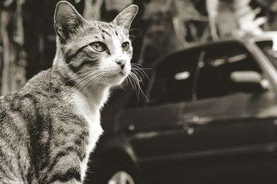 Close-up of cat looking away