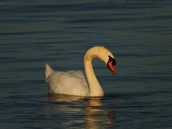 Close-up of swan swimming in lake