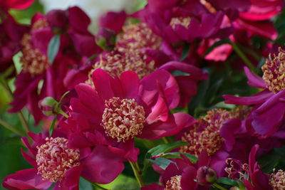 Close-up of pink flowering plants