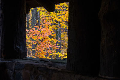 Close-up of autumn leaves