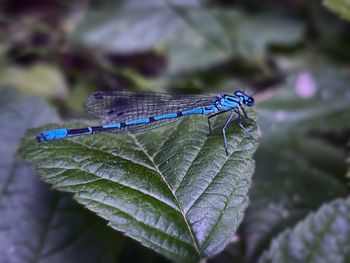 Close-up of butterfly on leaf
