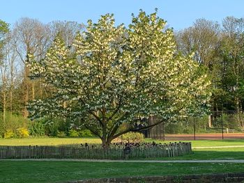 Trees in park against sky