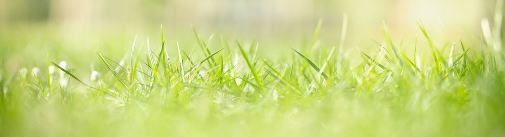 Close-up of crops growing on field