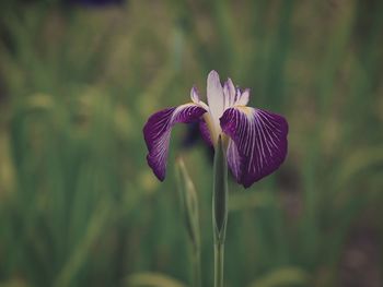 Close-up of purple iris blooming outdoors