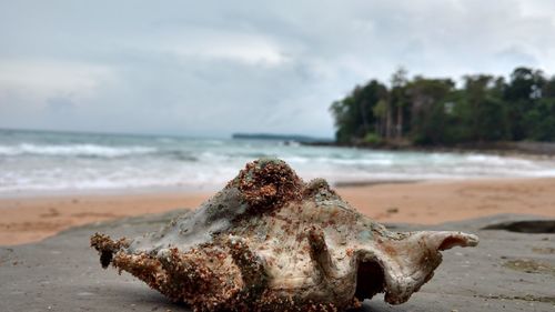 Close-up of sea shore at beach against sky