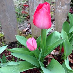 Close-up of pink flowers