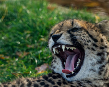 Close-up of cat yawning