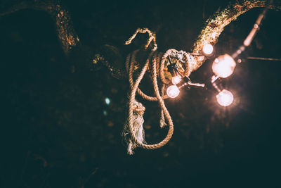 Low angle view of illuminated string light on tree trunk