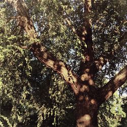 Low angle view of trees in forest
