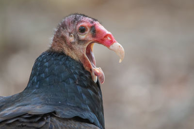 A turkey vulture in full yawn