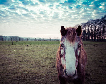 Horse in a field