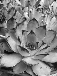 Full frame shot of flowers