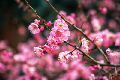 Close-up of pink cherry blossoms in spring