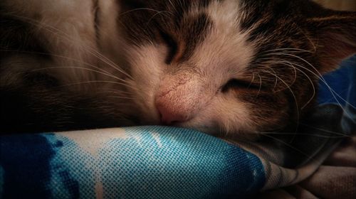 Close-up of cat sleeping