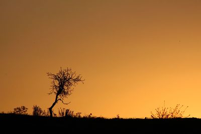 Silhouette plant against clear sky during sunset