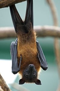 Close-up of a dog