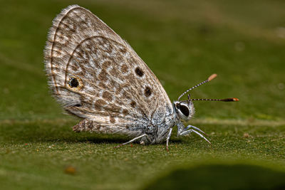 Close-up of butterfly on grass