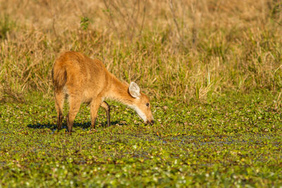 Side view of lion in a field