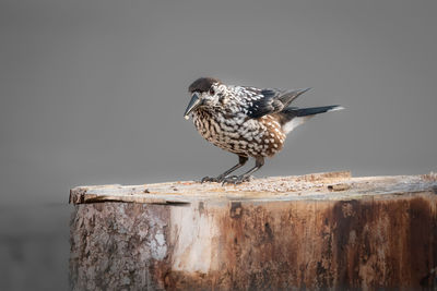 Close-up of bird perching on wood