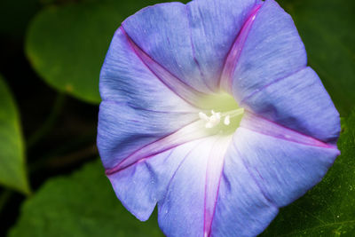 Close-up of purple flower blooming outdoors