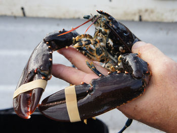 Close-up of person hand holding crab