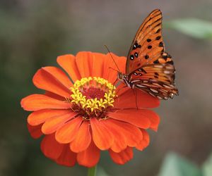 Close-up of butterfly on orange flower