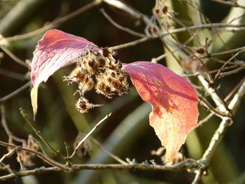 Close-up of red leaves on plant